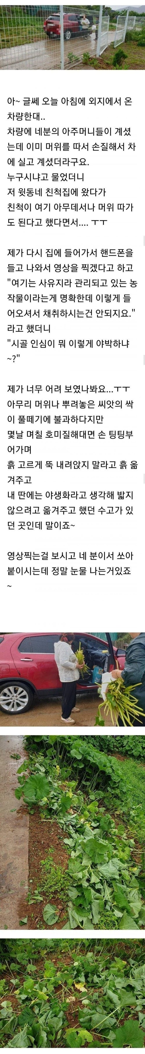 시골 도둑들